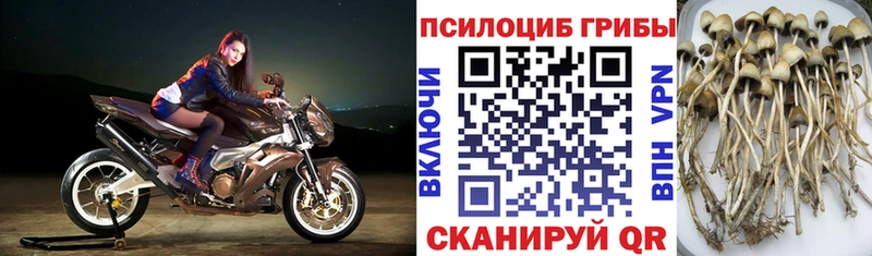Галлюциногенные грибы мицелий  MEGA онион  Покров 